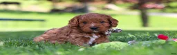 Cavapoo dogs for sale: Ashton - Ad 4