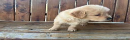 Golden Retriever dogs for sale: Alexander - Ad 3