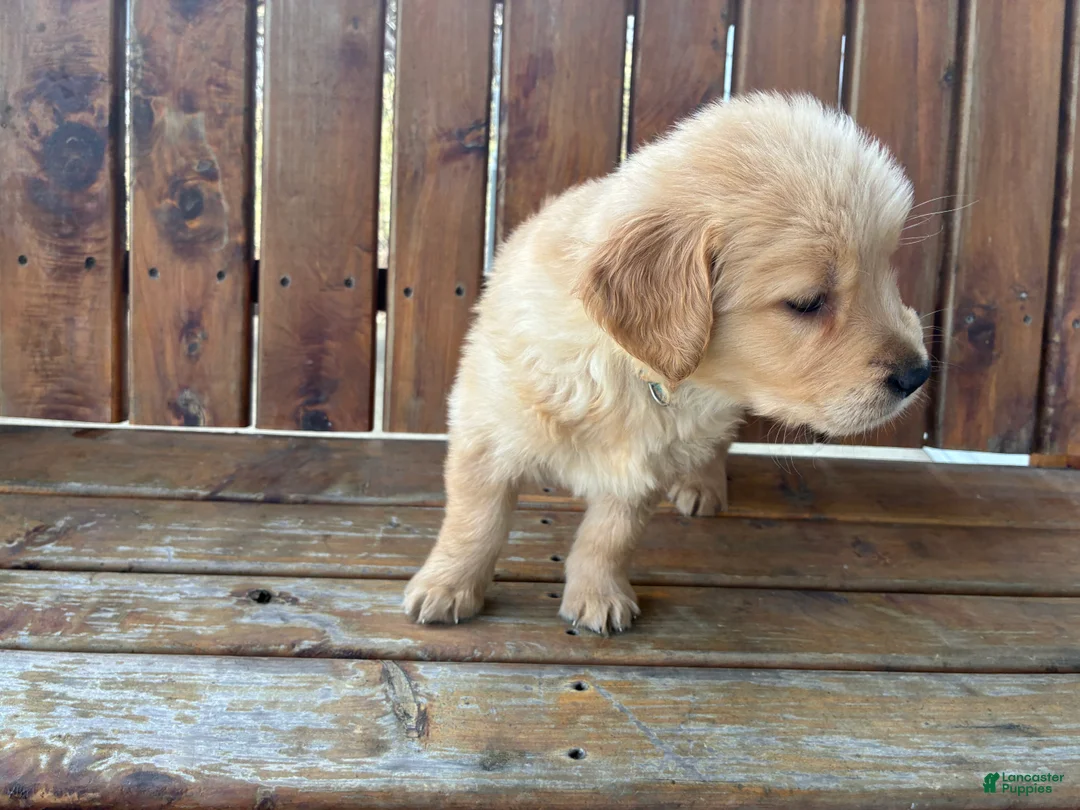 Golden Retriever dogs for sale: Alexander - Ad 3