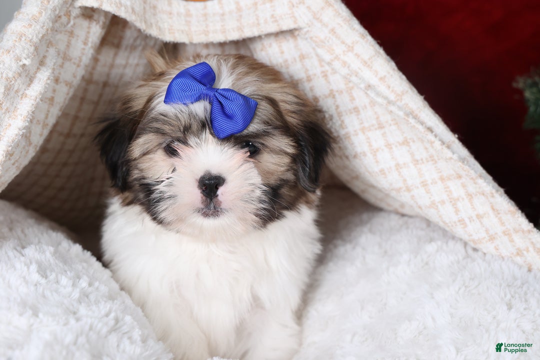 Shih Tzu dogs for sale: Jared - Ad 11