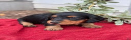 Miniature Dachshund dogs for sale: Ember - Ad 8