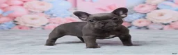 French Bulldog dogs for sale: Luna - Ad 5