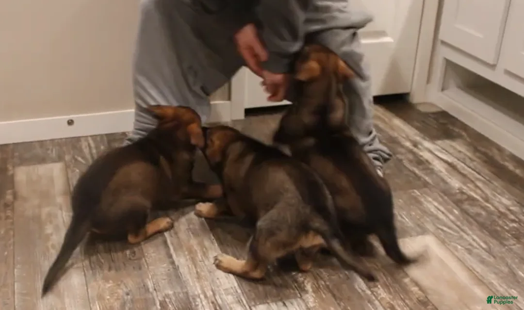 German Shepherd dogs for sale: German Shepherd 6 - Ad 1