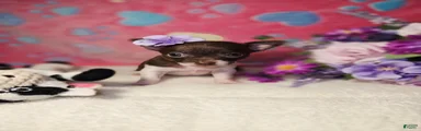 Chihuahua 1