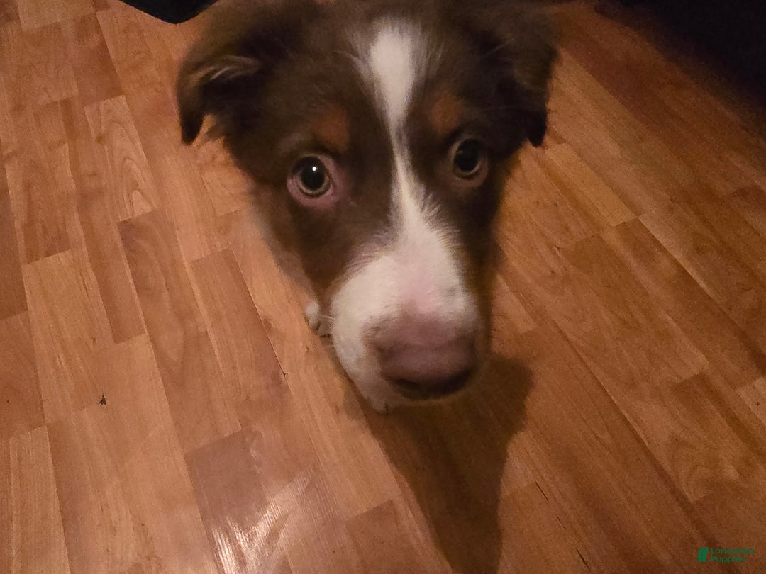 Australian Shepherd dogs for sale: Australian Shepherd Puppy 2 - Ad 7