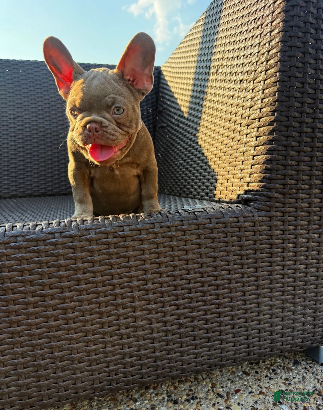 French Bulldog dogs for sale: French Bulldog 1 - Ad 2
