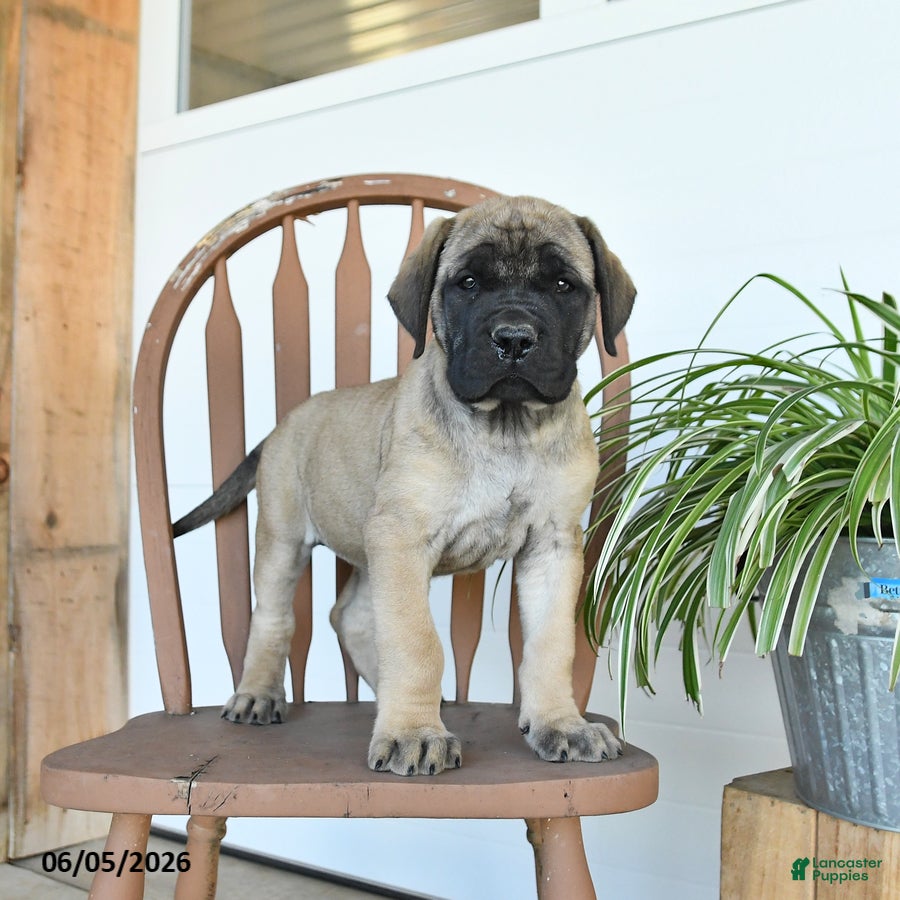 English Mastiff dogs Mindy - Ad 1