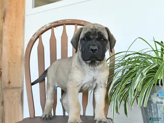 English Mastiff dogs for sale: Mindy - Ad 1