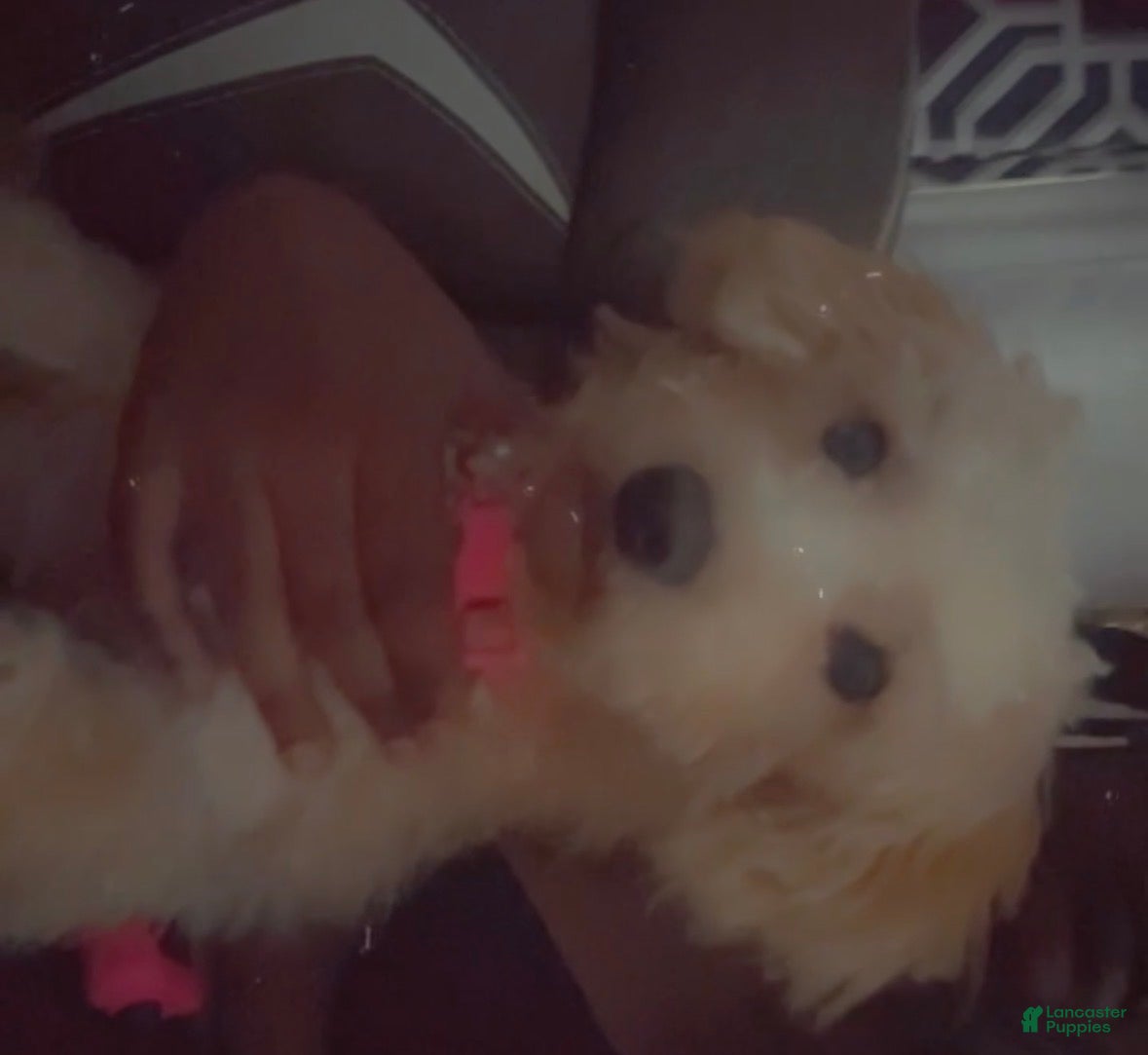 Maltipoo dogs Maltipoo 7 - Ad 19