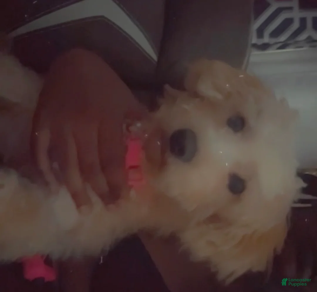 Maltipoo dogs for sale: Maltipoo 7 - Ad 1