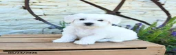Mixed Breed dogs for sale: Ethan - Ad 5