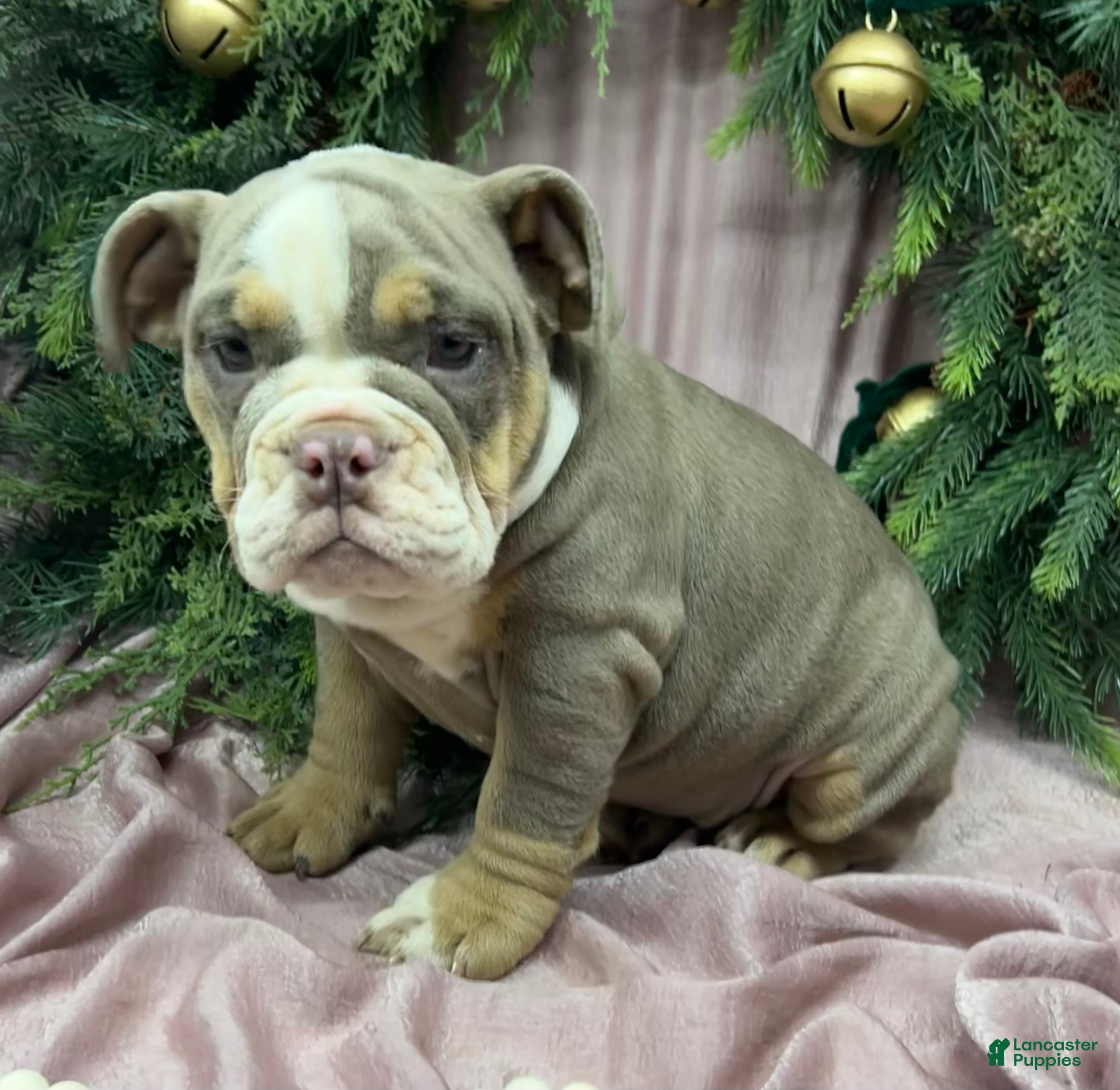 English Bulldog dogs Grace - Ad 17