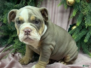 English Bulldog dogs Grace - Ad 17