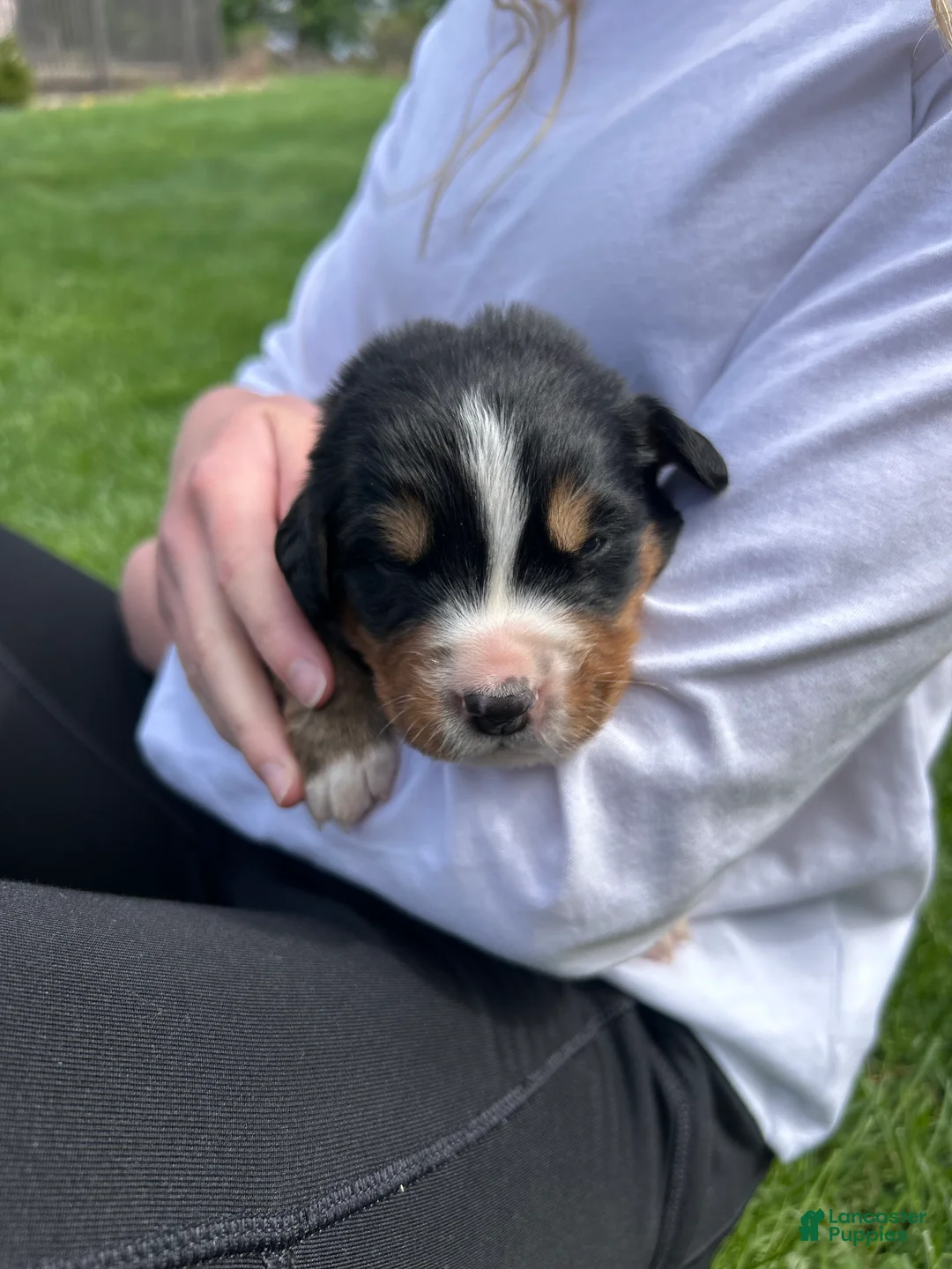 Bernese Mountain Dog dogs for sale: Bernese Mountain Dog Puppy 1 - Ad 2