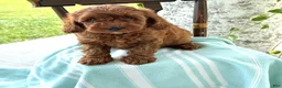 Miniature Poodle dogs for sale: Toffee - Ad 12