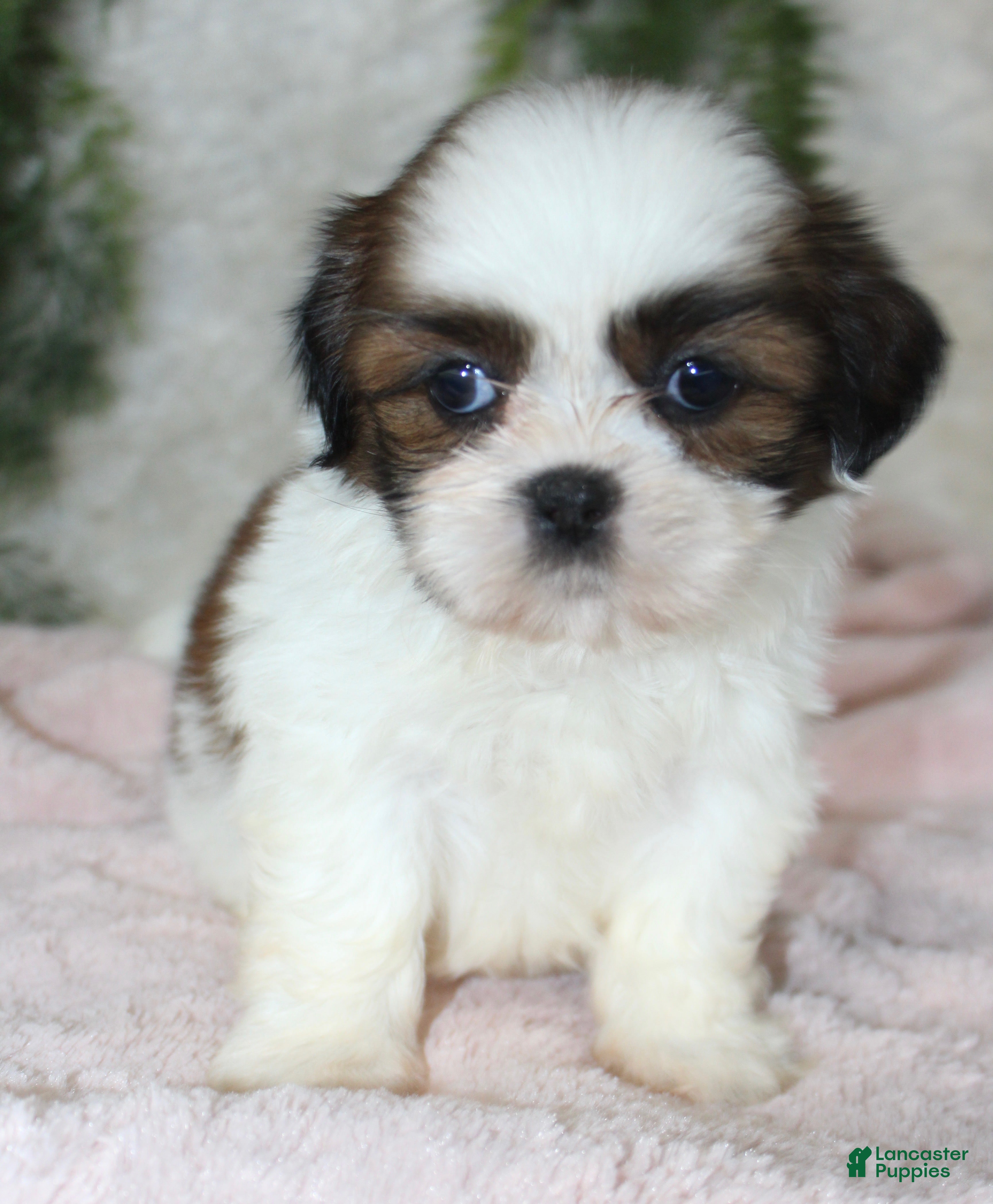 Shih Tzu dogs Shih Tzu 6 - Ad 31