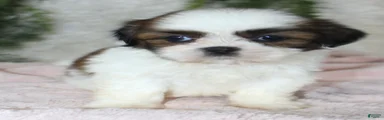 Shih Tzu 6