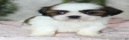 Shih Tzu dogs for sale: Shih Tzu 6 - Ad 1