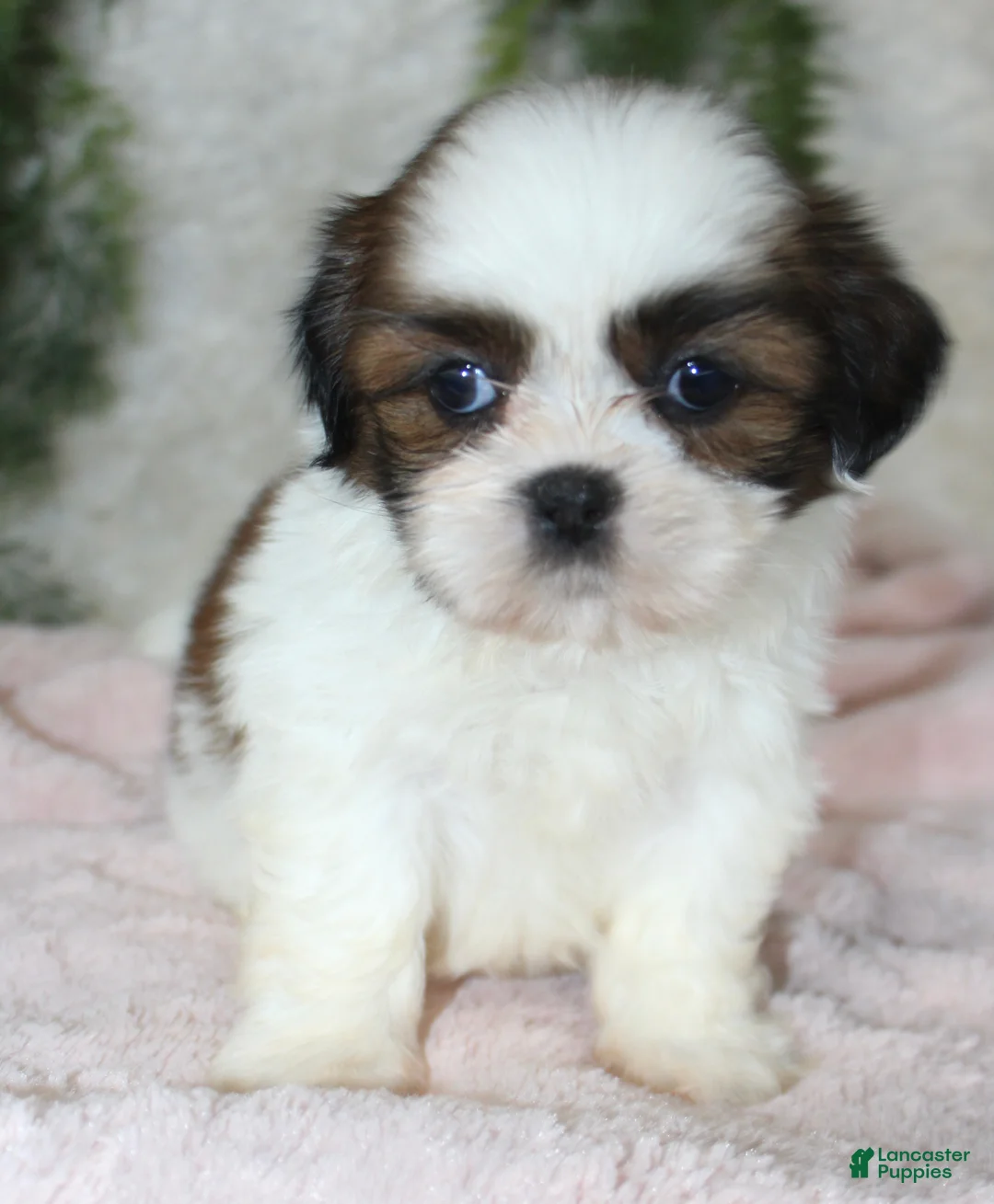 Shih Tzu dogs for sale: Shih Tzu 6 - Ad 1
