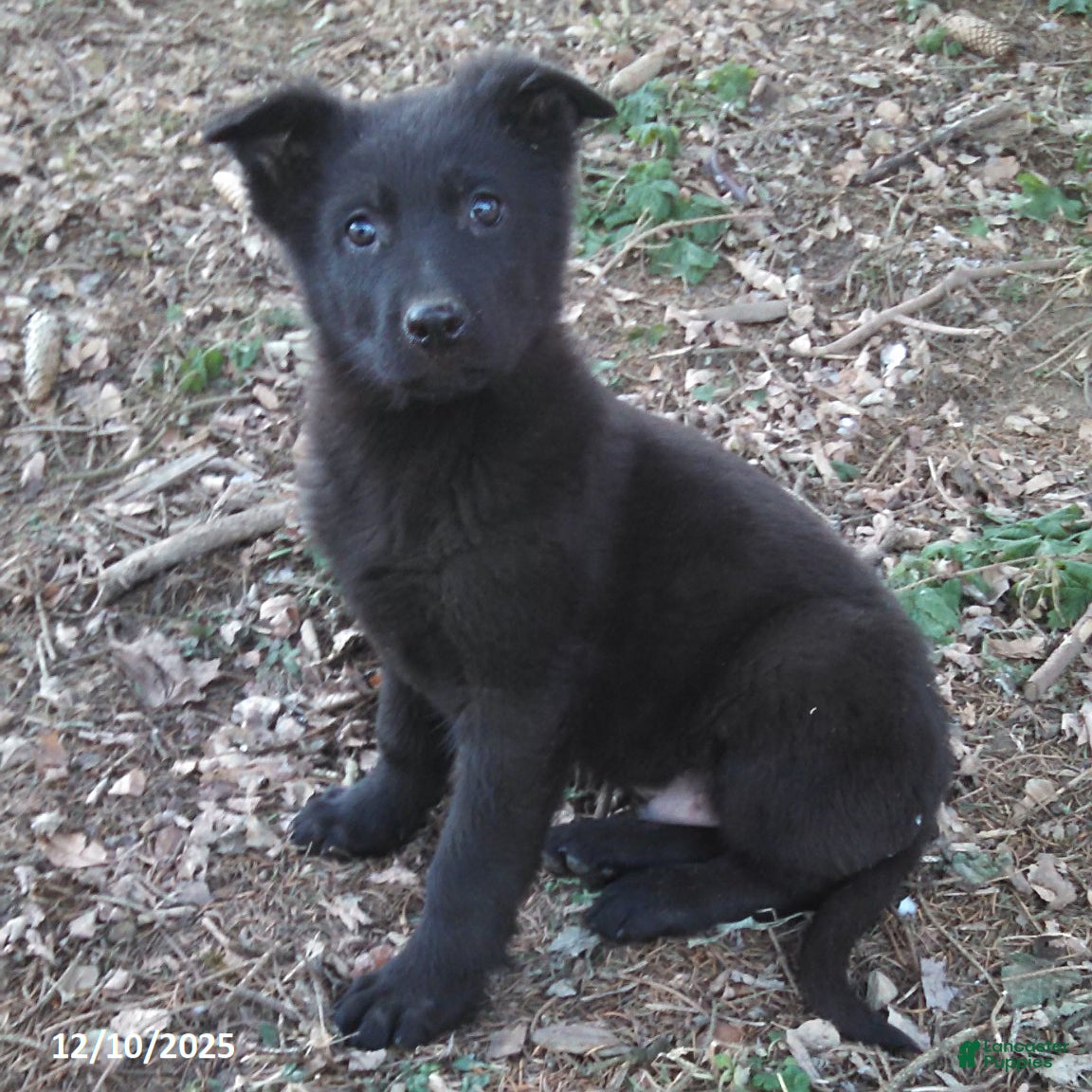 German Shepherd dogs Arthur - Ad 12