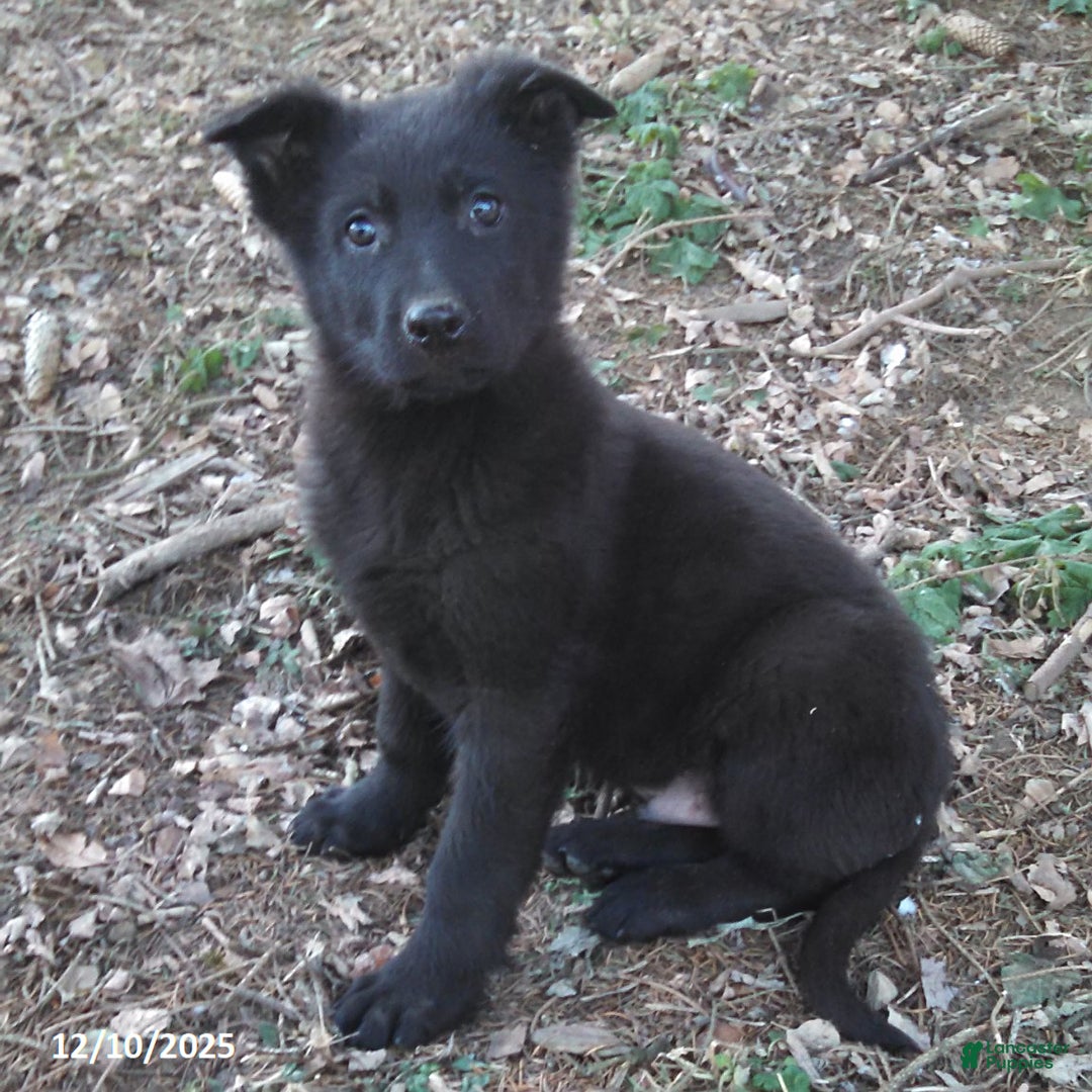 German Shepherd dogs for sale: Arthur - Ad 1