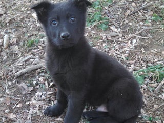 German Shepherd dogs Arthur - Ad 20