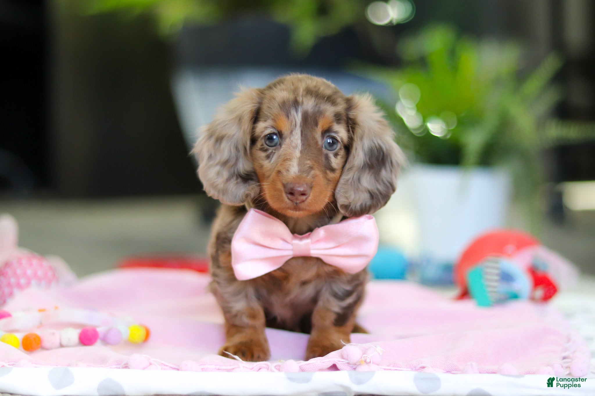 Dachshund dogs Avery - Ad 2