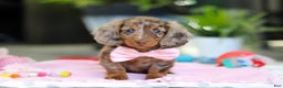 Dachshund dogs for sale: Avery - Ad 1