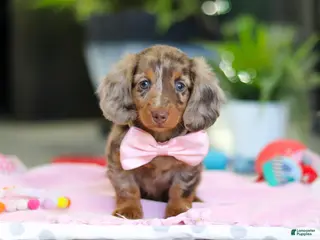 Dachshund dogs Avery - Ad 3