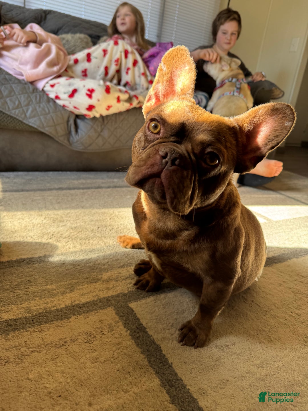 French Bulldog dogs for stud: Odin  - Ad 3