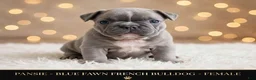 French Bulldog dogs for sale: Pansie - Ad 1