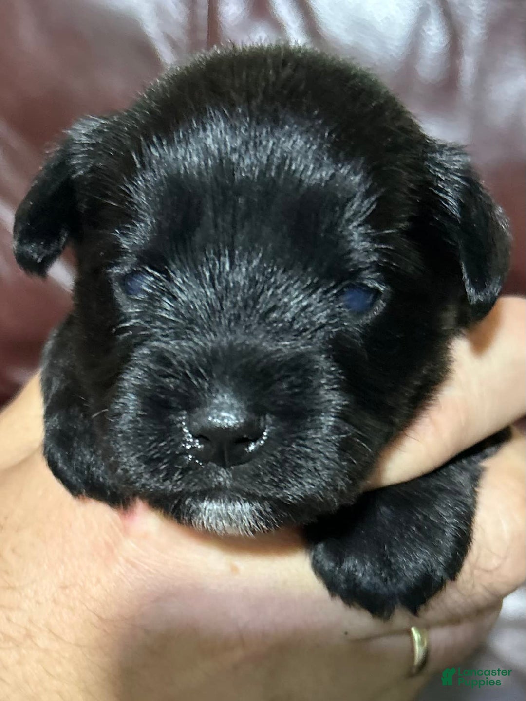 Miniature Schnauzer dogs for sale: Buddy - Ad 3