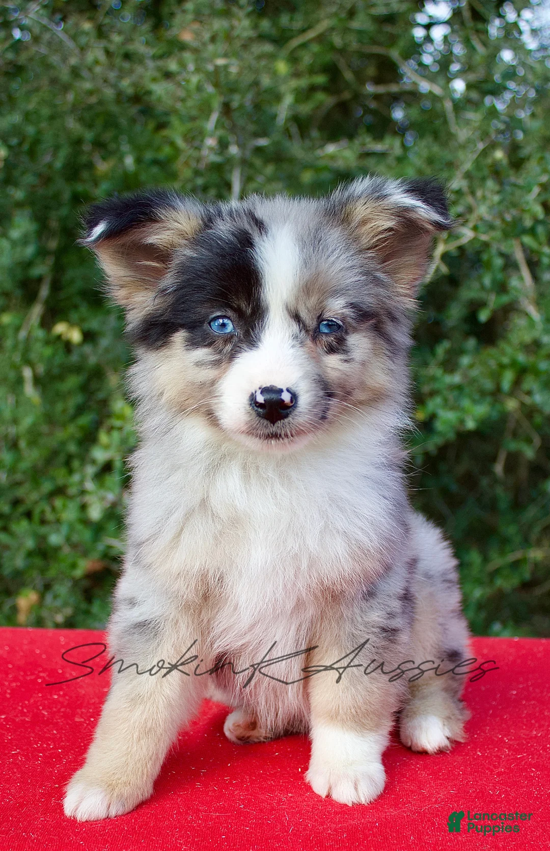 Australian Shepherd dogs for sale: Jessie - Ad 2