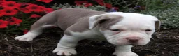 Olde English Bulldogge dogs for sale: Oakley - Ad 5