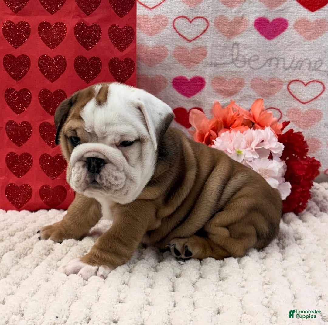 English Bulldog dogs for sale: Tammy - Ad 1