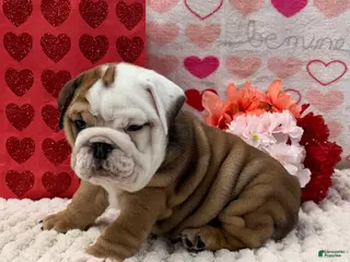 English Bulldog dogs Tammy - Ad 33