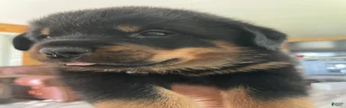 Rottweiler 3
