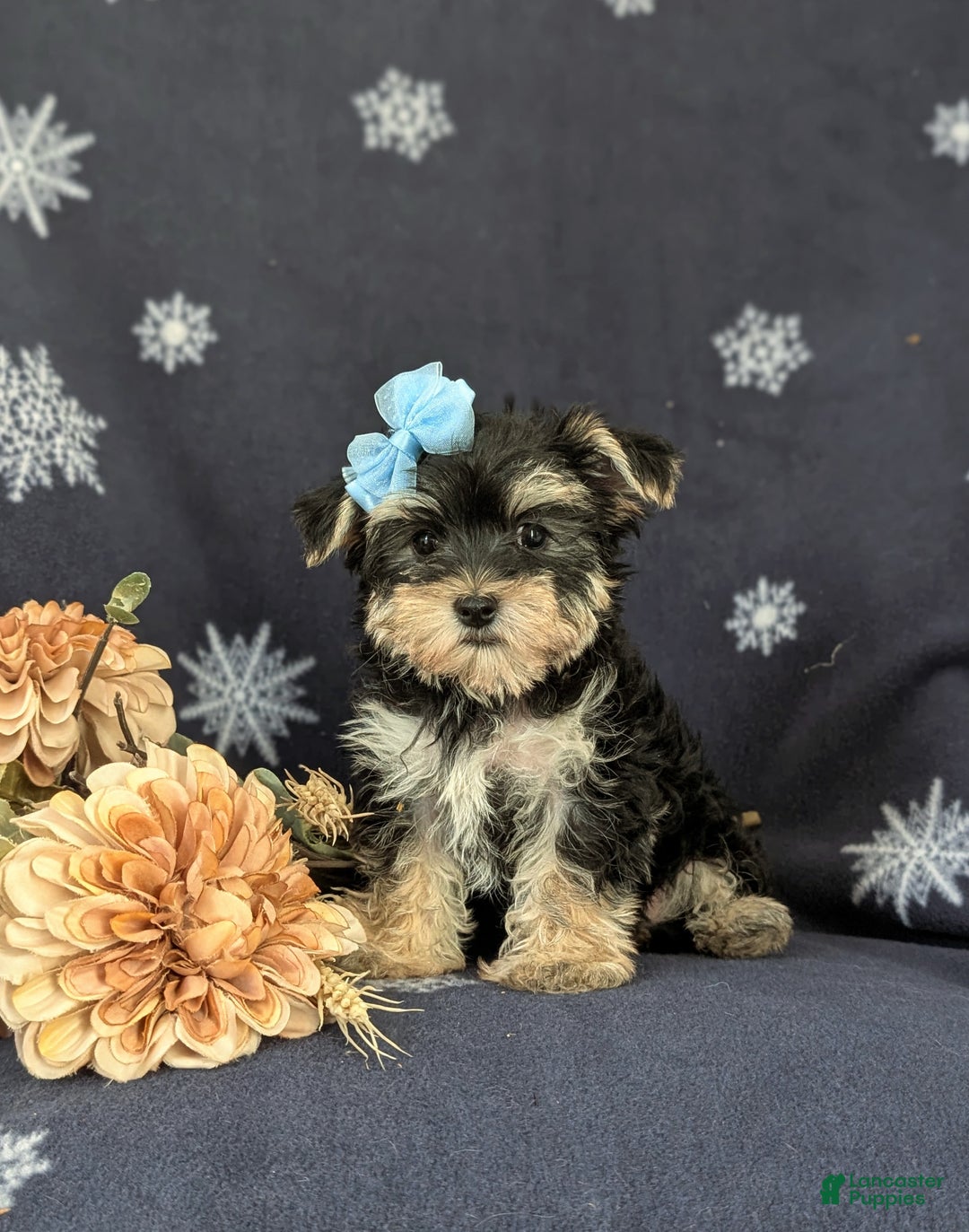 Morkie dogs for sale: Devon 6 lbs Full Grown - Ad 1