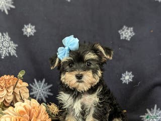 Morkie dogs Devon 6 lbs Full Grown - Ad 12