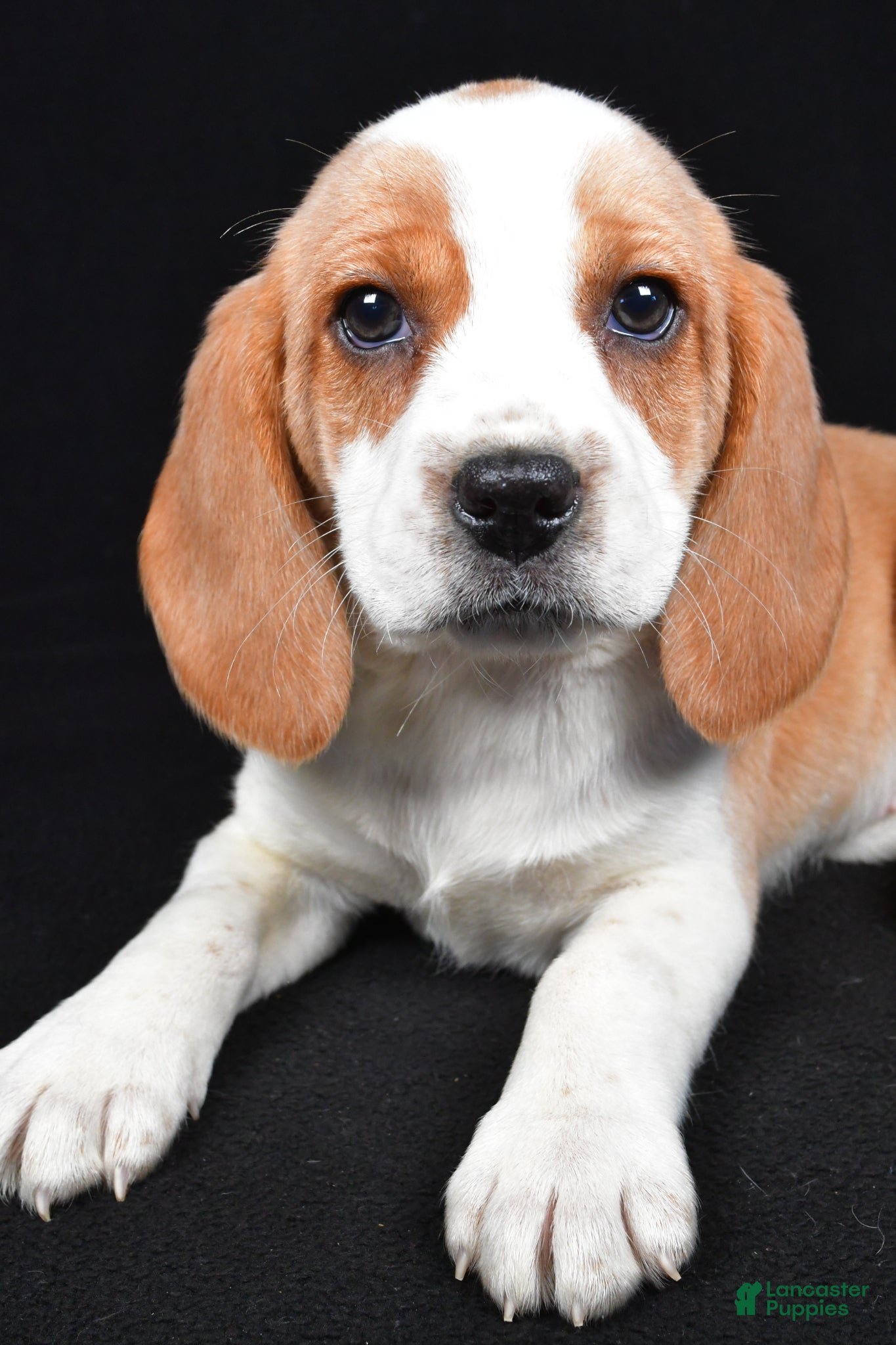 Beagle dogs Cheryl - Ad 2