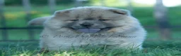 Chow Chow dogs for sale: Bouji - Ad 3