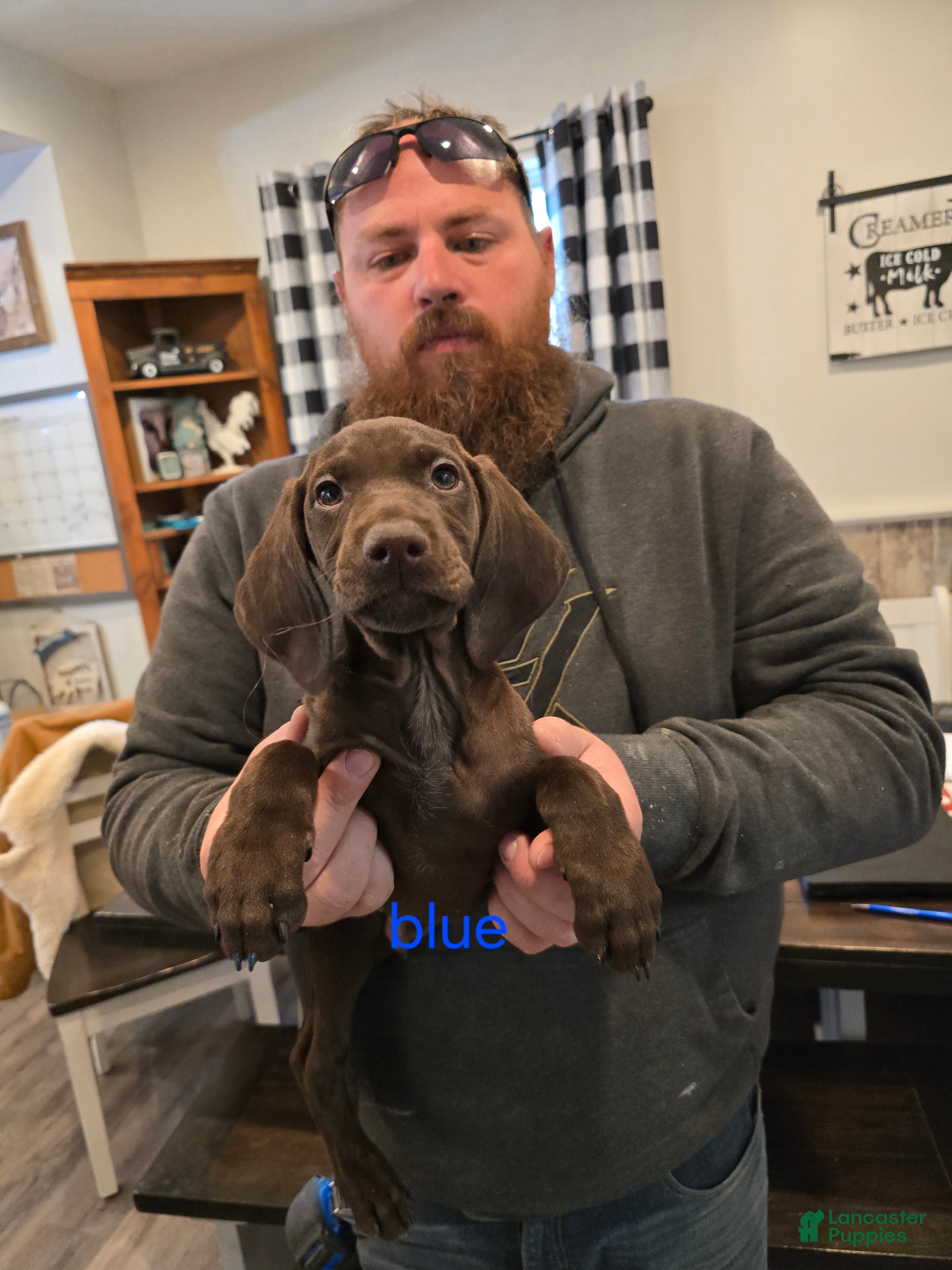 German Shorthaired Pointer dogs German Shorthaired Pointer Puppy 1 - Ad 17