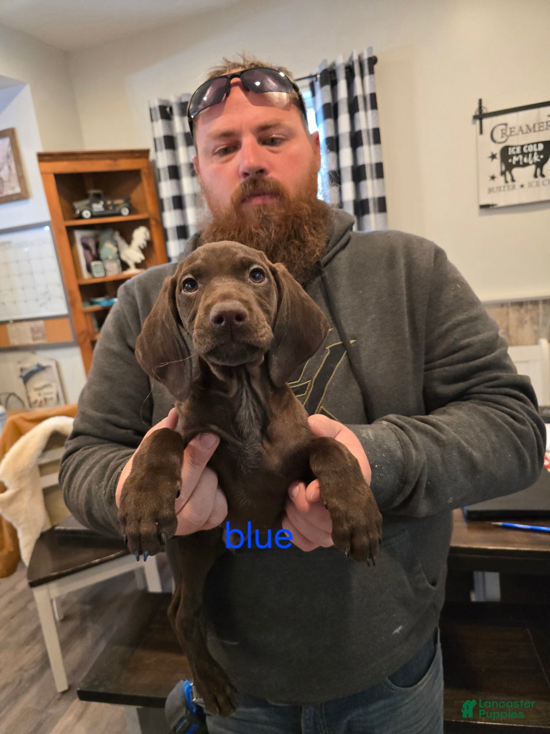 German Shorthaired Pointer dogs for sale: German Shorthaired Pointer Puppy 1 - Ad 1