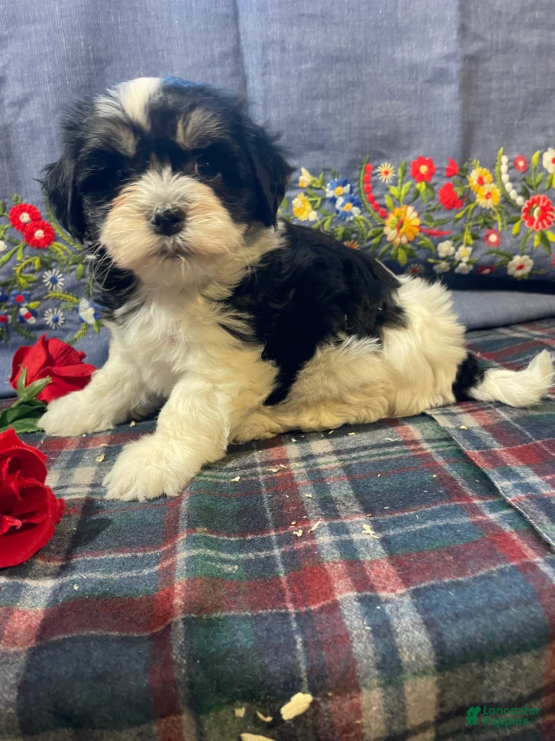Havanese dogs for sale: Daisy - Ad 4