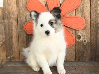 Mixed Breed dogs - Ad 37