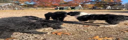 Aussiedoodle dogs for sale: Aussiedoodle 1 - Ad 5
