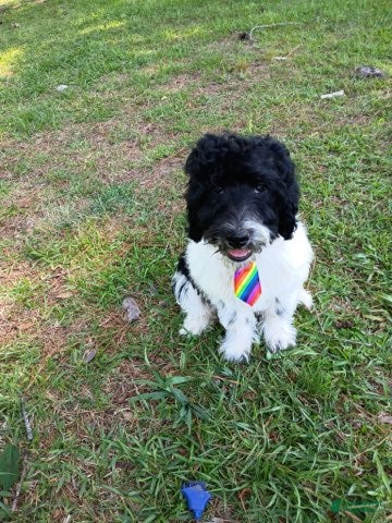 Labradoodle dogs for sale: Diesel - Ad 3