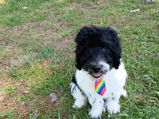 Labradoodle dogs for sale: Diesel - Ad 3