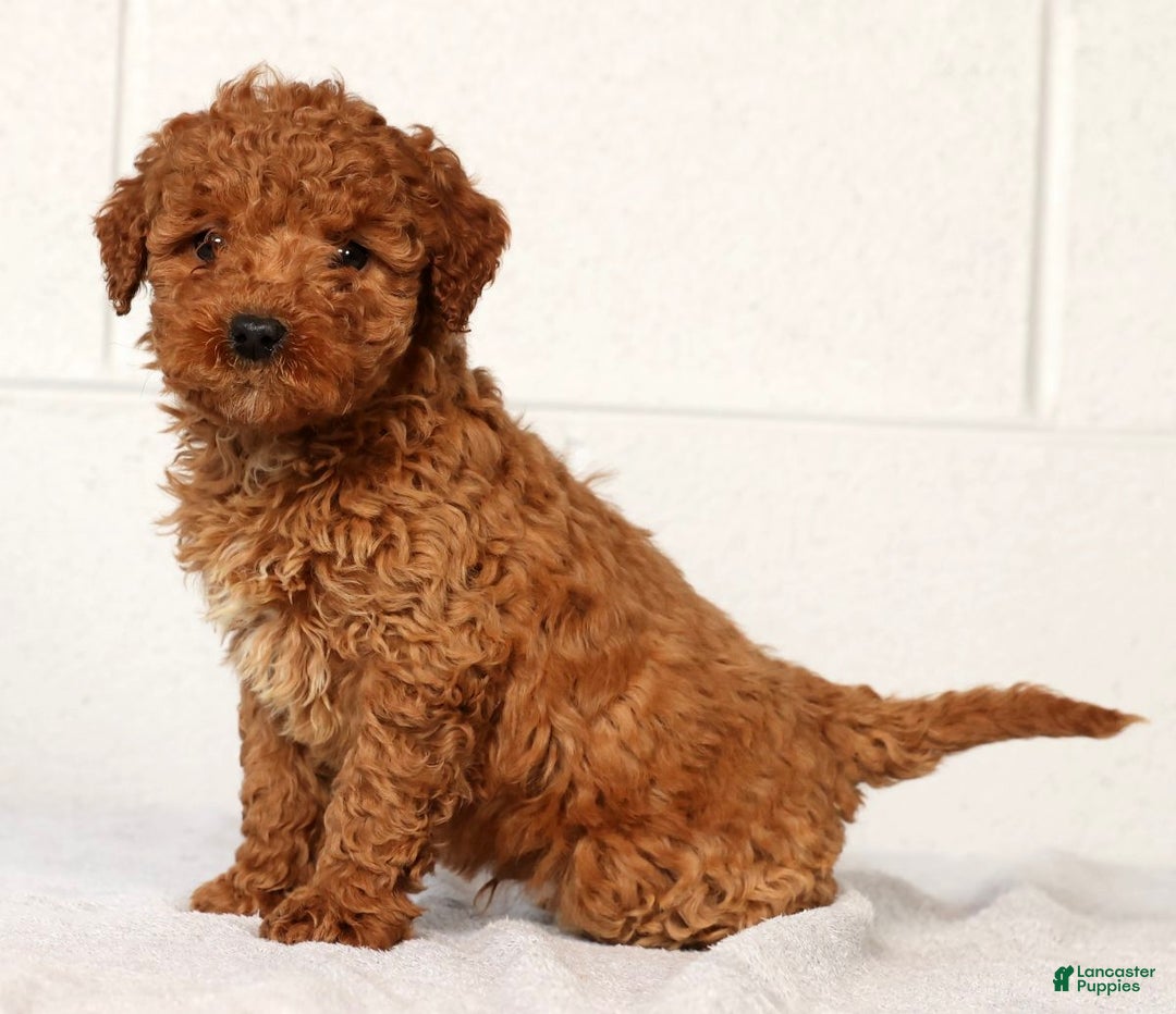 Mini Goldendoodle dogs for sale: Luke - Ad 2