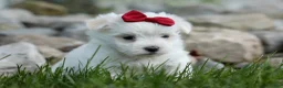 Maltese dogs for sale: MURPHY - Ad 11